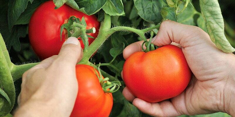 découvrez les enjeux du conflit entre les états-unis et le mexique concernant l'importation de tomates. analyse des implications économiques, des accords commerciaux et des conséquences pour les producteurs des deux côtés de la frontière.